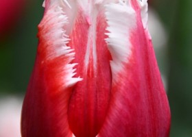 Tulipa San Leandro ® (3)